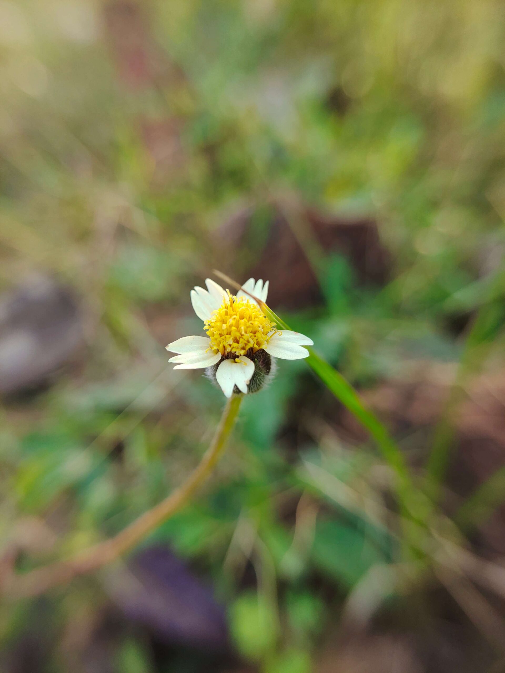 SKYVIK SIGNI X 20x Macro Lens