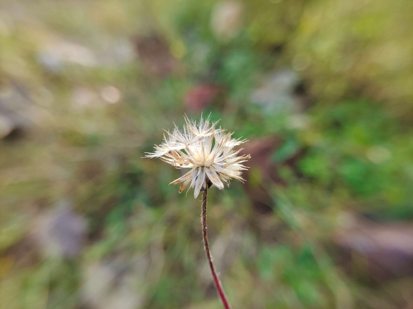 SKYVIK SIGNI X 20x Macro Lens