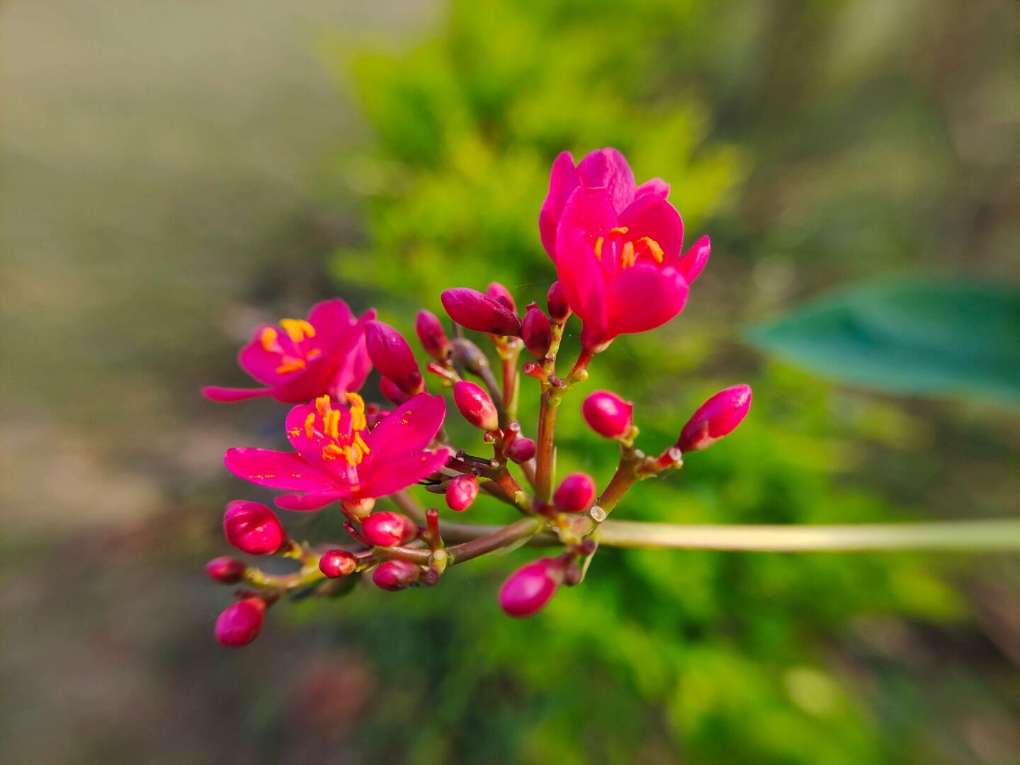 SKYVIK SIGNI X 20x Macro Lens