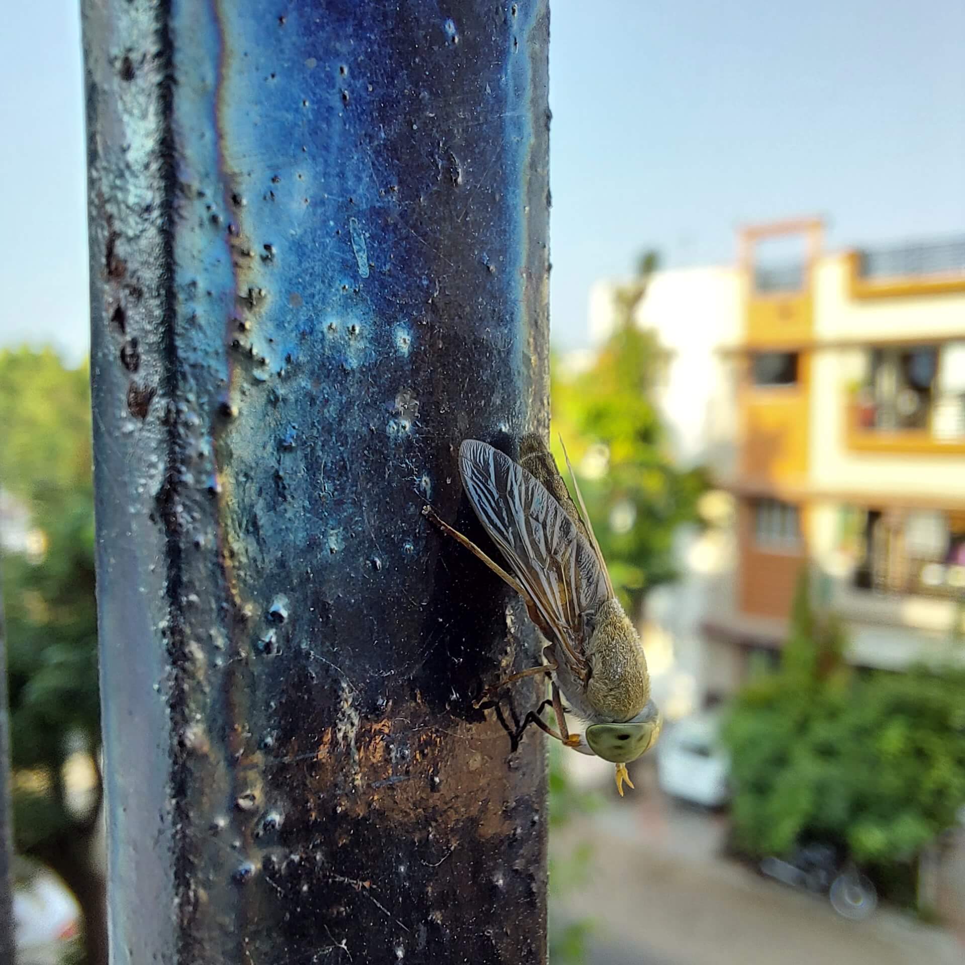 SKYVIK SIGNI X 20x Macro Lens